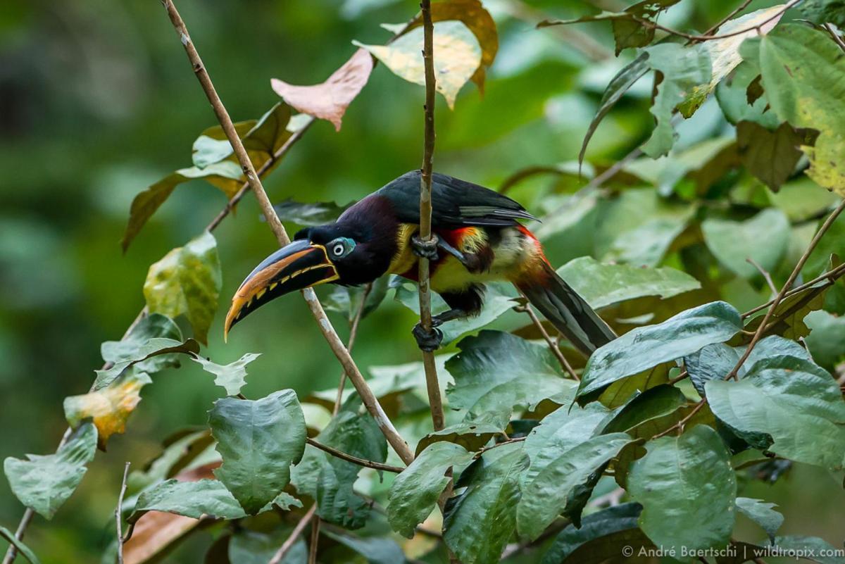 Вилла Casa Amazonas Пуэрто-Мальдонадо Экстерьер фото